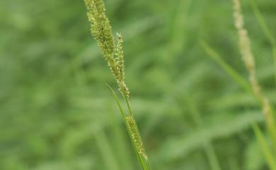 Echinochloa colona (L.) Link 芒稷