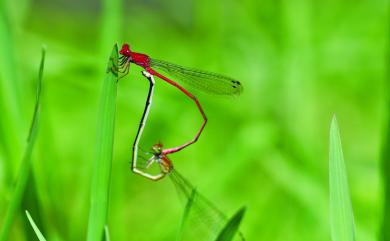 Pseudagrion pilidorsum pilidorsum 弓背細蟌