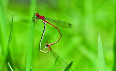 Pseudagrion pilidorsum pilidorsum 弓背細蟌