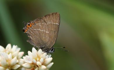 Satyrium inouei (Shirôzu, 1959) 井上洒灰蝶