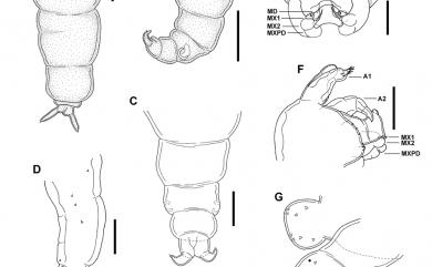 Strepus elongatus Cheng, Liu & Dai, 2016 細長鏈珠珊虱