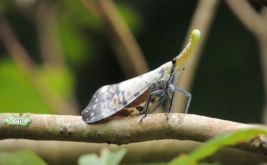 Pyrops watanabei (Matsumura, 1913) 渡邊氏東方蠟蟬