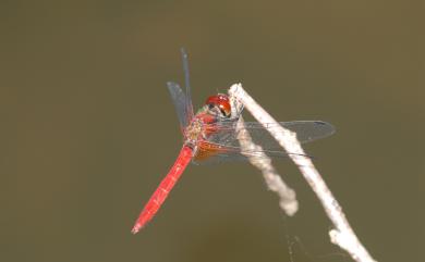 Sympetrum speciosum taiwanum Asahina, 1951 黃基蜻蜓