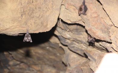 Coelops frithii formosanus Horikawa, 1928 臺灣無尾葉鼻蝠