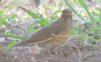 Turdus chrysolaus chrysolaus (Temminck, 1831) 赤腹鶇