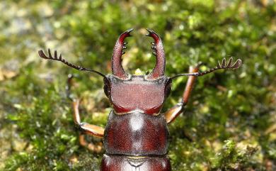 Lucanus datunensis Hashimoto, 1984 大屯姬深山鍬形蟲