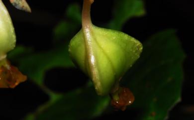 Begonia tengchiana 藤枝秋海棠