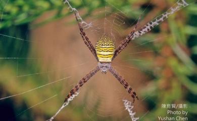 Argiope aemula Walckenaer, 1842 長圓金蛛