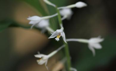 Cephalantheropsis longipes (Hook.f.) Ormerod 三伯肖頭蕊蘭