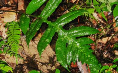Deparia formosana (Rosenst.) R.Sano 假腸蕨