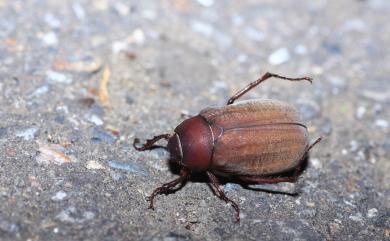 Holotrichia lata Brenske, 1892 臺灣巨黑金龜