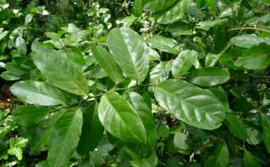 Capparis micracantha var. henryi (Matsum.) Jacobs 小刺山柑