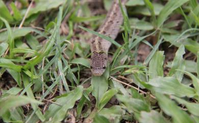 Oligodon formosanus Günther, 1872 赤背松柏根