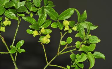 Euonymus huangii 黃氏衛矛