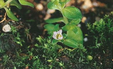 Gentiana tenuissima Hayata 台東龍膽