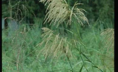 Phragmites karka 開卡蘆