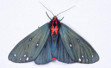 Taicallimorpha albipuncta (Wileman, 1910) 烏麗燈蛾