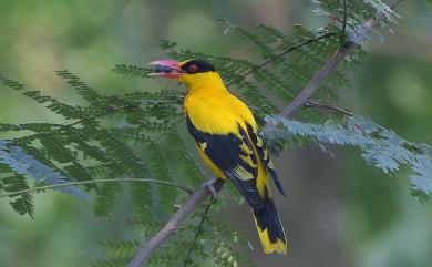 Oriolus chinensis maculatus Vieillot, 1817 黃鸝(外來亞種)