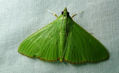 Parotis marginata (Hampson, 1893)