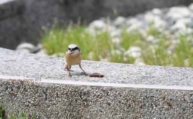 Lanius cristatus lucionensis (Linnaeus, 1766) 紅尾伯勞(普通亞種)