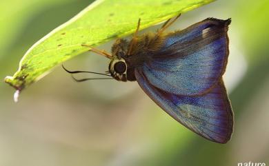 Hasora mixta limata Hsu & Huang, 2008 南風絨弄蝶