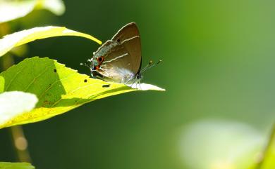 Neozephyrus taiwanus (Wileman, 1908) 臺灣榿翠灰蝶