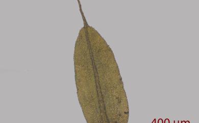 Racopilum aristatum Mitt., 1864 毛尖卷柏苔