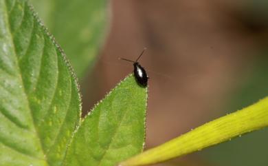 Phyllotreta chotanica Duvivier, 1892 藍菜葉蚤