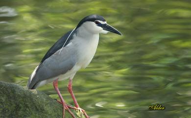 Nycticorax nycticorax (Linnaeus, 1758) 夜鷺