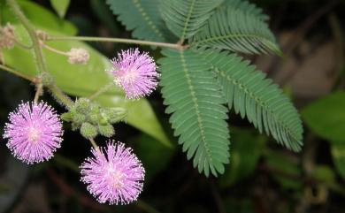 Mimosa pudica L. 含羞草