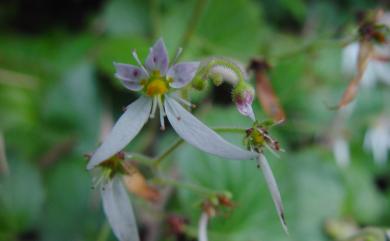 Saxifraga stolonifera Curtis 虎耳草