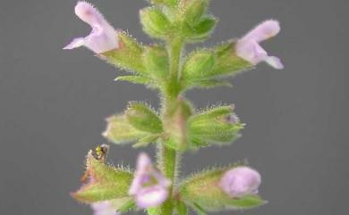 Salvia plebeia R.Br. 節毛鼠尾草