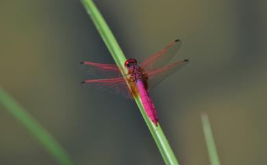 Trithemis aurora Burmeister, 1839 紫紅蜻蜓