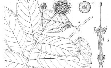 Cephalanthus tetrandrus (Roxb.) Ridsdale & Bakh. f. 風箱樹