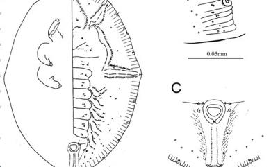 Rhachisphora ardisiae Takahashi, 1935 紫金牛脊粉蝨