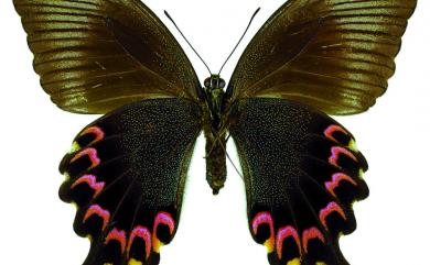 Papilio paris nakaharai Shirozu, 1960 琉璃翠鳳蝶