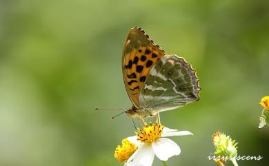 Argynnis paphia formosicola Matsumura, 1926 綠豹蛺蝶