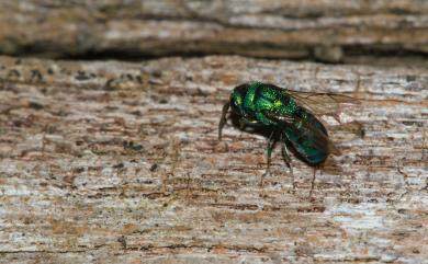 Chrysididae 青蜂科