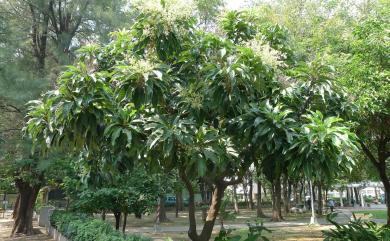 Semecarpus gigantifolia S.Vidal 臺東漆樹