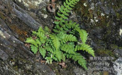 Woodsia polystichoides 岩蕨