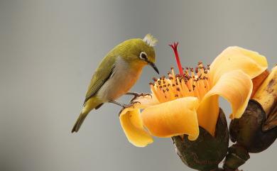 Zosterops japonicus Temminck & Schlegel, 1847 日菲繡眼