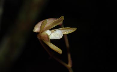 Lecanorchis suginoana 杉野氏皿蘭