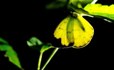 Eurema hecabe (Linnaeus, 1758) 黃蝶