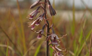 Eulophia dentata 紫芋蘭