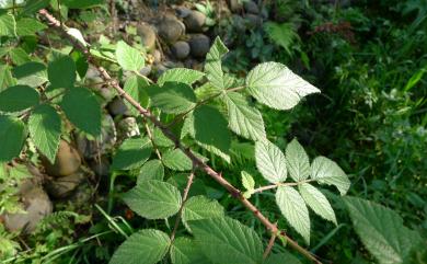 Rubus parvifraxinifolius 小梣葉懸鉤子