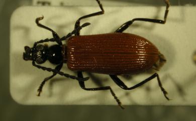 Casnonidea rufipennis (Borchmann, 1912) 黑腳筒擬金花蟲