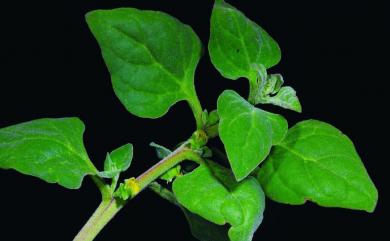 Tetragonia tetragonoides 番杏