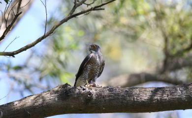 Accipiter virgatus fuscipectus Mees, 1970 松雀鷹(台灣特有亞種)