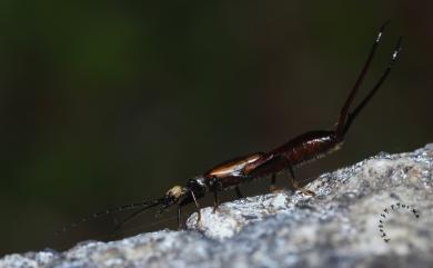 Paratimomenus flavocapitatus (Shiraki, 1905) 黃頭蠼螋