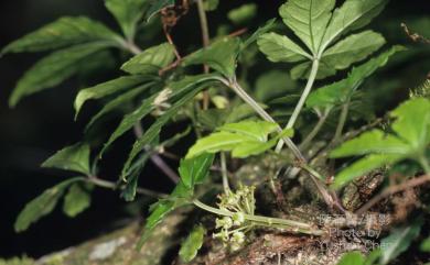 Tetrastigma umbellatum 臺灣崖爬藤